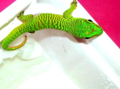 Phelsuma madagascariensis grandis, Jungtiere aus eigener Nachzucht