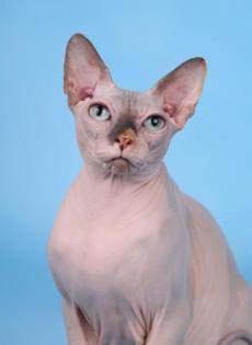 Reinrassige Sphynx Katze Stammbaum