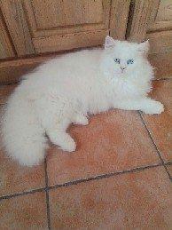 Traumhaft schöner schneeweißer Perserkater mit Nase