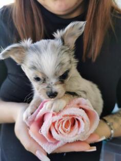 Chihuahua Welpen Langhaarig