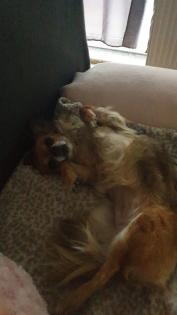 Neues zu Hause für meine 9 Jahre junge Chihuahua Dame