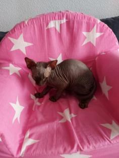 Sphynx katze