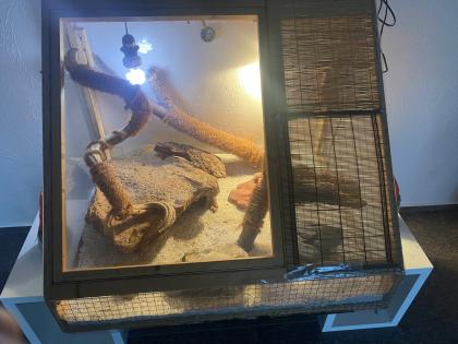 2 Geckos Terrarium und komplette Ausstattung