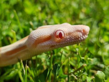 Boa Imperator 1. 0
