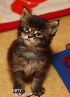 Klassic Blue Maine Coon Kitten-super