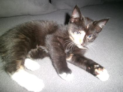 5 Katzenbabys suchen liebevolles zuhause
