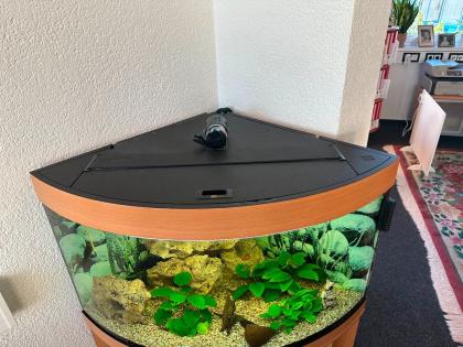 Juwel Aquarium Trigon 190L mit Außenfilter EHEIM 3