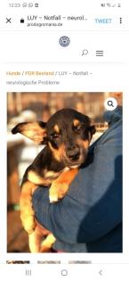 Tolle Welpen, Junghunde Hundesenioren