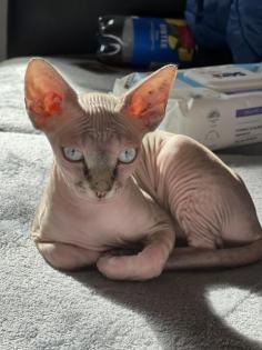 Canadian Sphynx Katze