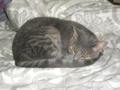 Zwei 1 Jahr alte Katzen abzugeben wegen Allergie