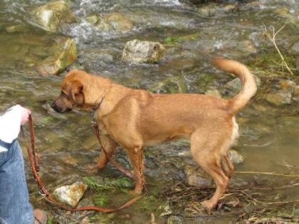 Beauceron Mischlich in gute hände abzugeben