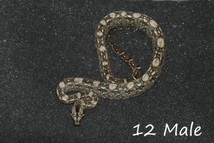 Bci Tarahumara/Mexico Zwergboa 05/21