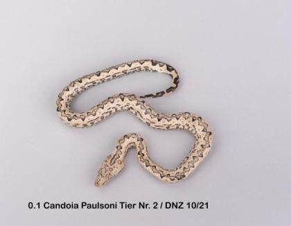 Candoia Paulsoni St. Isabel Nachzuchten
