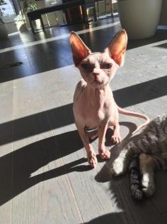 Sphinx Katze
