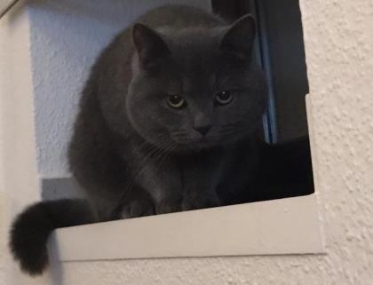 BKh Deckkater Blue