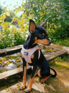 Russkiy Toy Terrier Mädchen Welpe