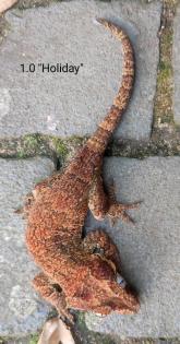 Rhacodactylus auriculatus Höckerkopfgeckos für HAMM