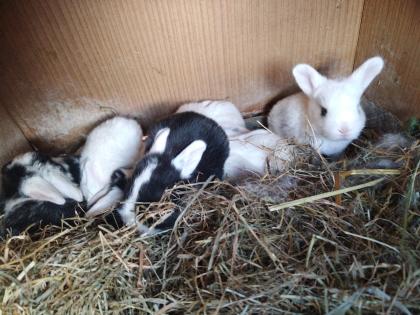 Nutztiere /Kaninchen