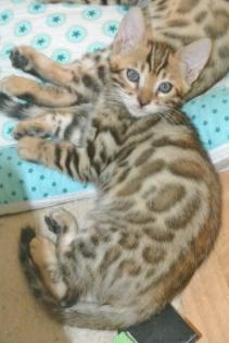 Bengalkatzen, Bengalen, Kätzchen, Katzen, Kitten, Katzenbabys, Tiere, Rassekatze