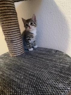 Kleines Bkh Mix Katerchen sucht zu Hause