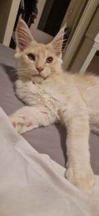 Maine coon kitten suchen ein Zuhause