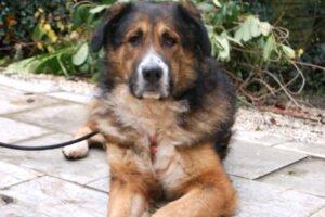 WOFFY - Mischling, Männlich, 4 Jahre, 66 cm, 38 kg, Gechipt, Kastriert