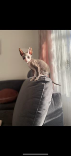 Deckkater