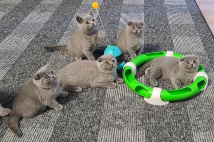 Bkh schottische kitten