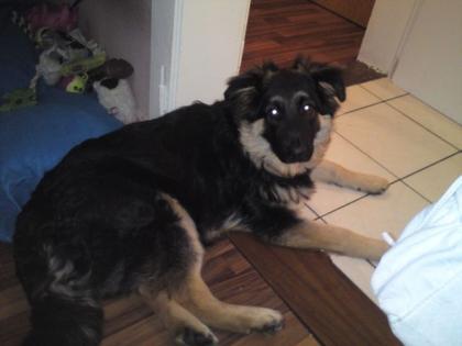 Altdeutscher Schäferhund