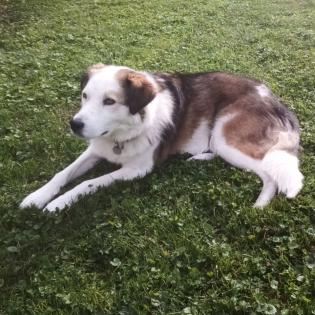 Meika sucht ein Zuhause