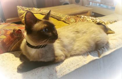 Süße Siam Kater seal point abgabebereit