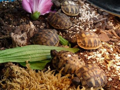 Griechische Landschildkröten NZ 2021