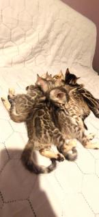 Bengalkitten zu verkaufen