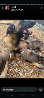 Malinois Welpen zu verkaufen