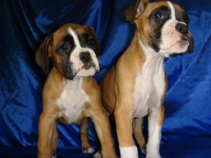 2 zuckersüße Boxerwelpen