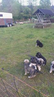 Sarplaninac, Welpen, Herdenschutzhund