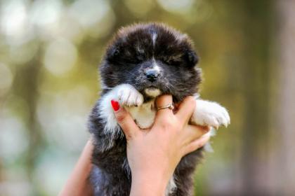 Akita Inu Welpen zu verkaufen