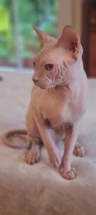 Reinrassige Canadian Sphynx Katzenbabys