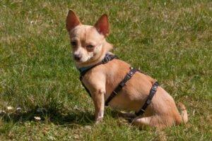 MADITA - weiblich 10 Monate 23 cm 3. 5 kg Chihuahua Gechipt
