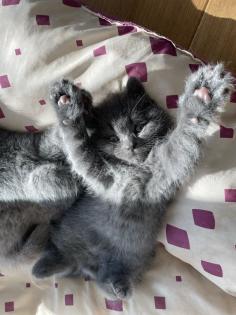 Zauberhafte BKH Kitten