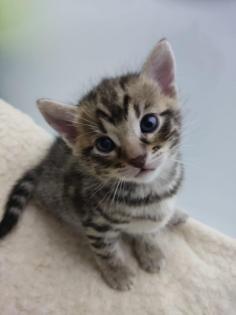 Reinrassige Bengal Kitten