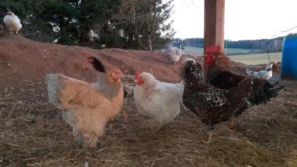 Bruteier von Blumenhühner, Araucana, Maran, Brahma, Lachshuhn,