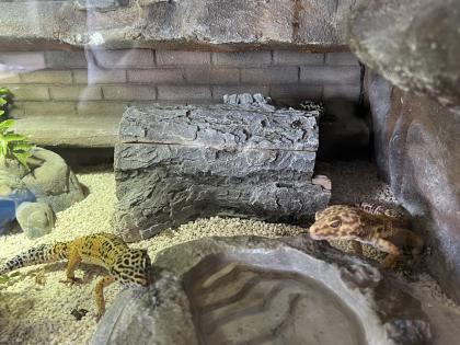 Terrarium mit 3 Leopardgeckos -vollausgestattet Zubehör