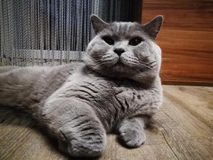 BKH Deckkater