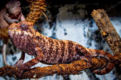 Pantherchamäleon Furcifer Pardalis Ambilobe DNZ Weibchen Pantherchameleon