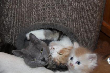 Maine Coon/Sibirische Waldkatzen Babys