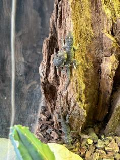 Blaue Stachelleguane Blauer Stachelleguan