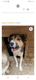 Tolle Welpen, Junghunde Hundesenioren