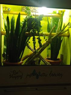 Madagaskar Taggeckos mit Terrarium