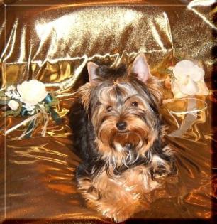 10 monate alte Yorkshire Terrier Hündin